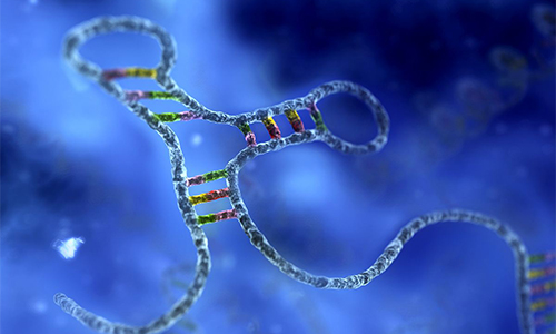 慢性疾病治疗研究新突破：microRNA分子保护机体血管完整性的分子机制